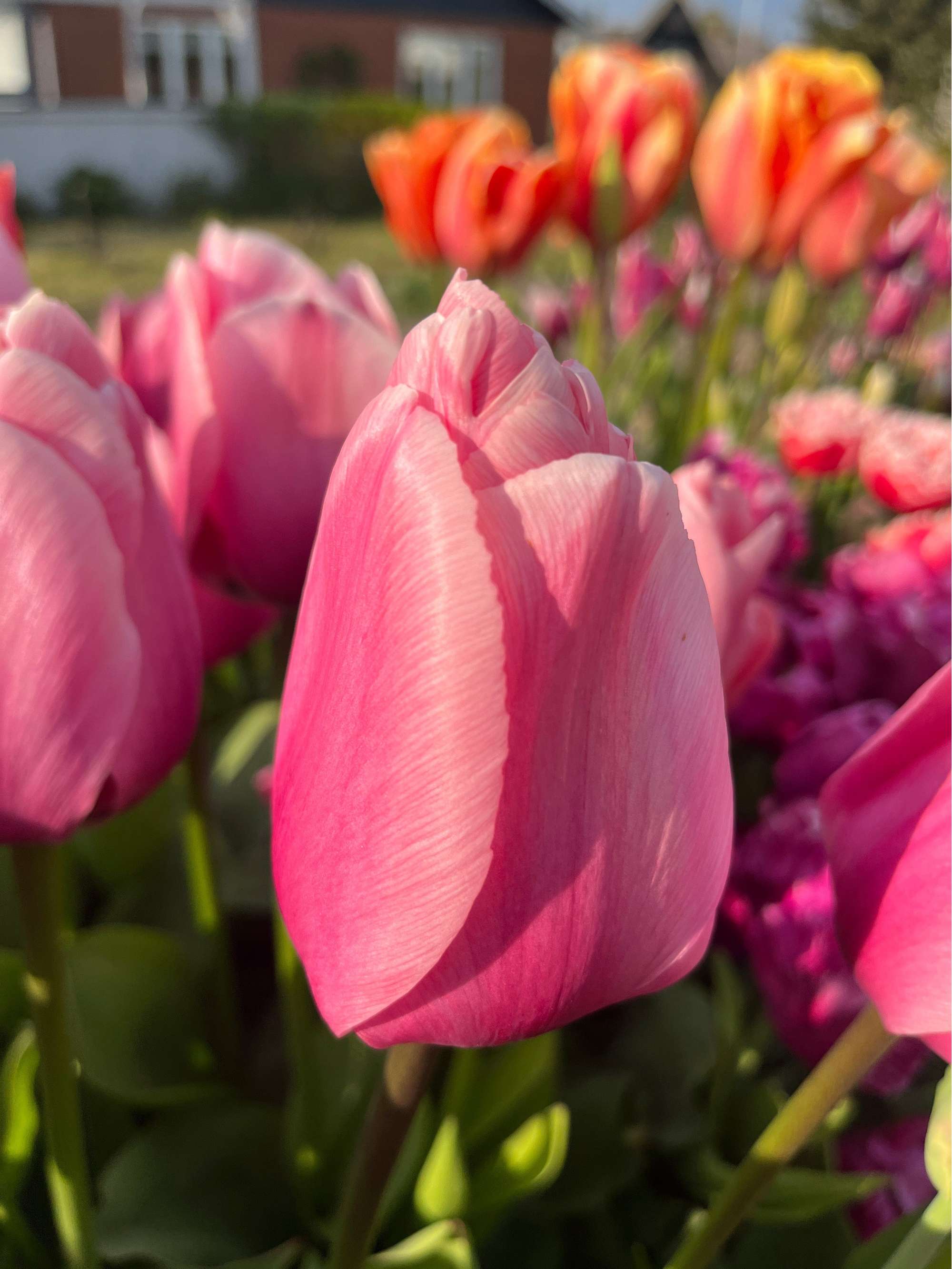Tulpe 'Big Love'